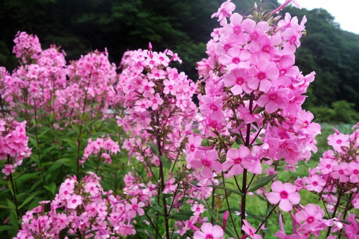 Myファーム花便り【満開のフロックス・ミソハギ・除虫菊・玄関先の花など。】_b0033423_23315093.jpg