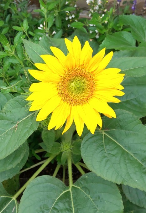 7月14日 「ひまわりの日」・「葵花向日」 : 煎茶道方円流～東京東支部～