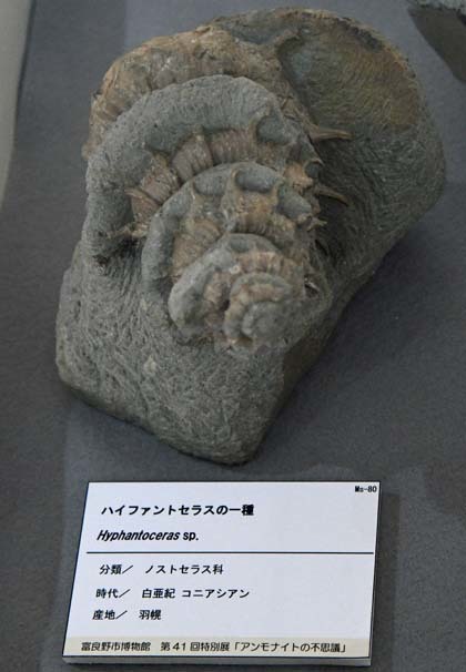 ノジュール 化石 北海道羽幌産 わたり ノジュール 化石 北海道羽幌産 わたり
