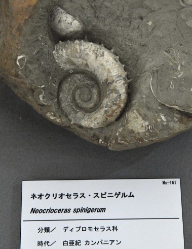 21年北のプー生活現地レポ(79)…化石編(22) : ふぉっしるもしてみ 21年北のプー生活現地レポ(79)…化石編(22) : ふぉっしるもしてみ