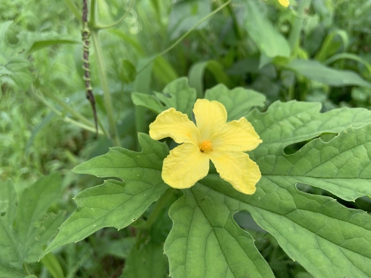 ゴーヤの花 今日の一枚
