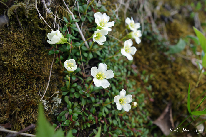 春のオロフレ山_a0114060_13364319.jpg