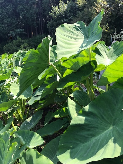 地球生活は魂の修行場：循環農法再読⑭_c0014967_06305151.jpg