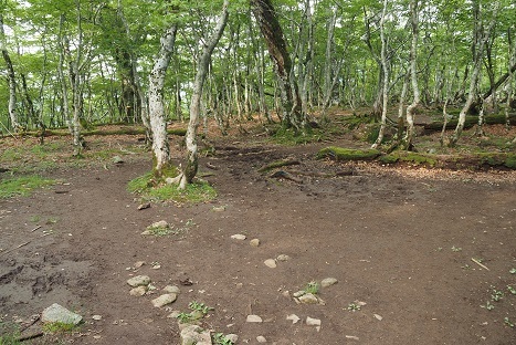 深山の純白の花　　　弥山_c0303868_03483817.jpg