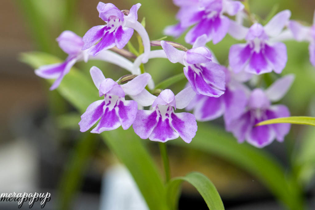 漆黒の揚羽蝶 黒月姫 サイン入り 陣羽織 黒鳥毛揚羽蝶模様柄 グッズ - リゲル社オフィシャルサイト