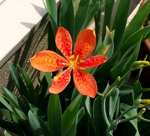 今年もまた咲き始めた万葉の花 檜扇 大屋地爵士のjazzyな生活 今年もまた咲き始めた万葉の花 檜扇 大屋地爵士のjazzyな生活