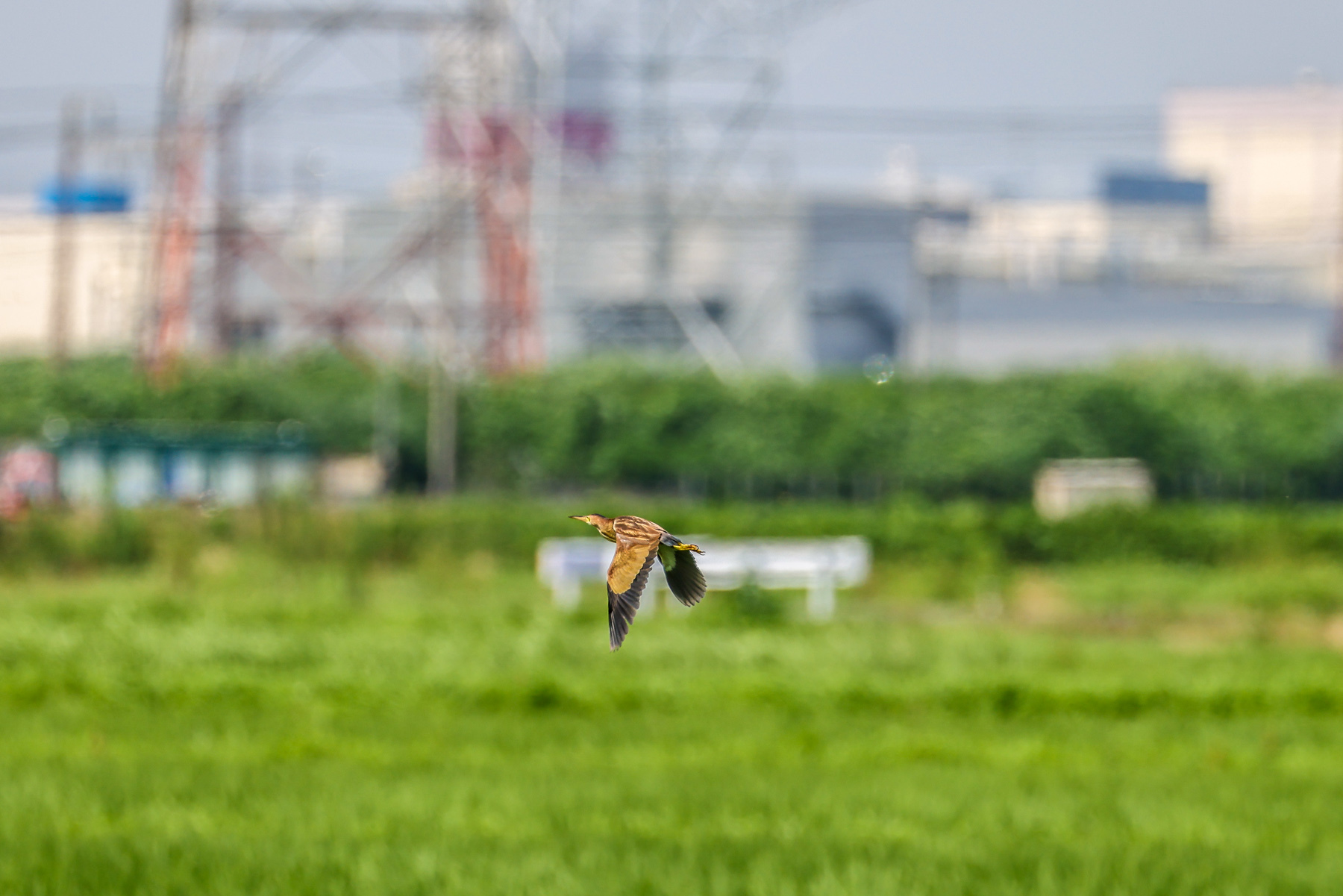 ヨシゴイ_a0052080_21052808.jpg