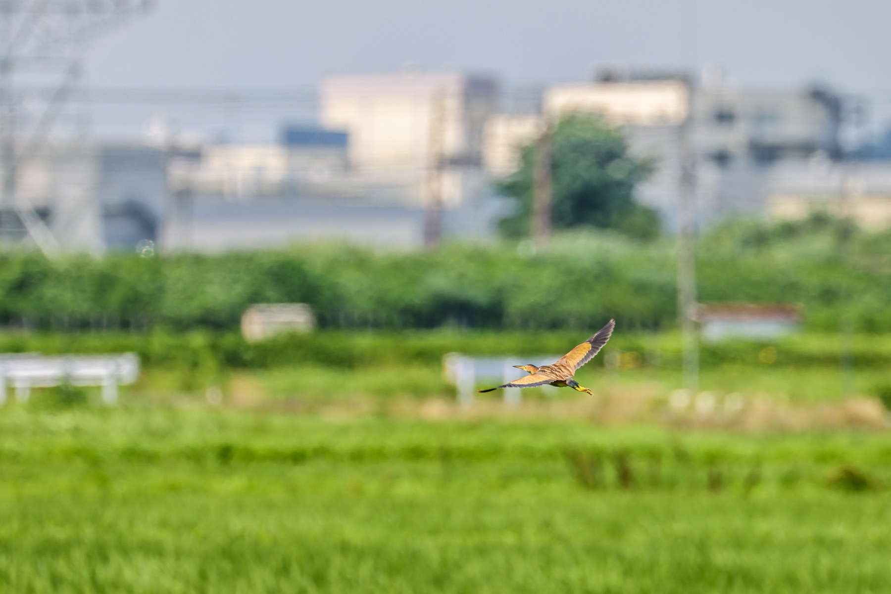 ヨシゴイ_a0052080_21052926.jpg