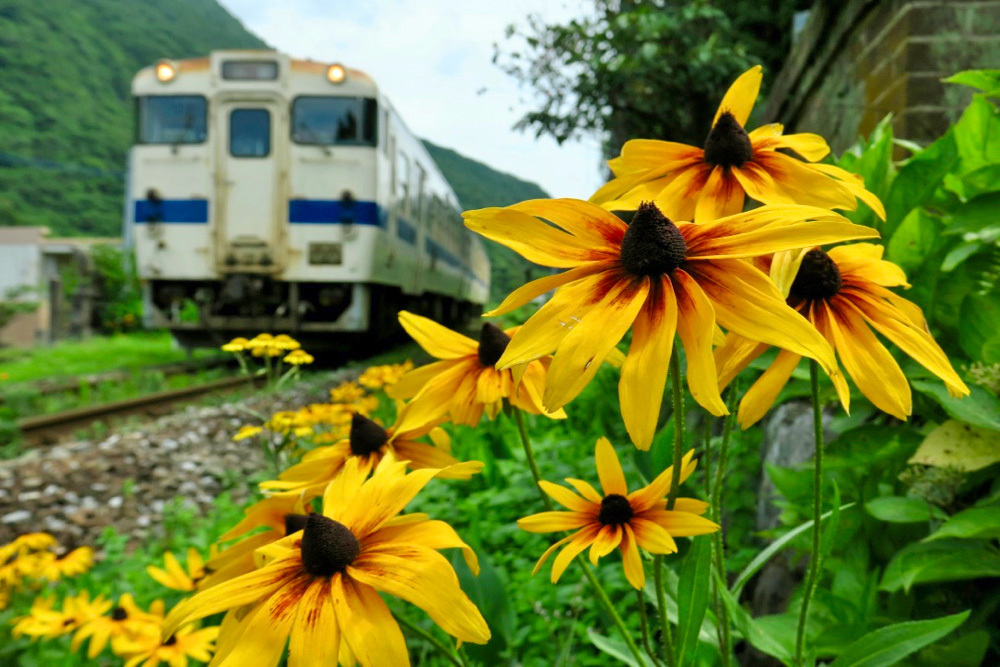 圓龍寺前のキヌガサギクの花は少なめ ポン太の写真帳別館