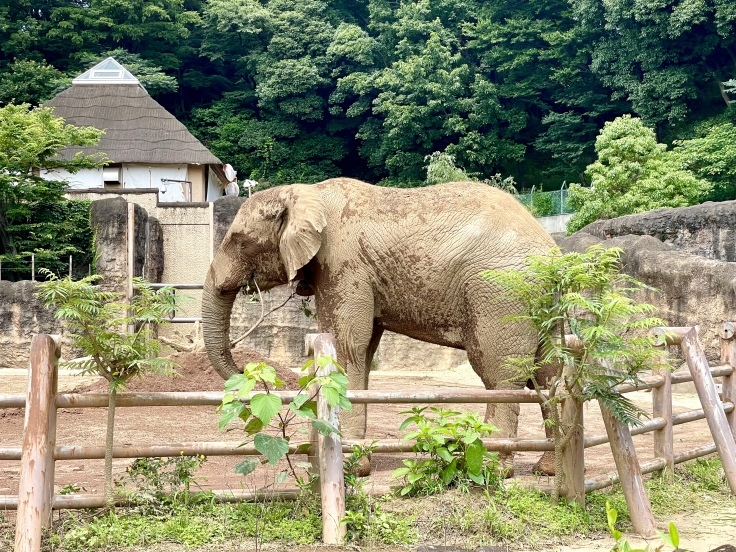 ムンムンの多摩動物公園さんぽ♪_c0212604_05555564.jpeg