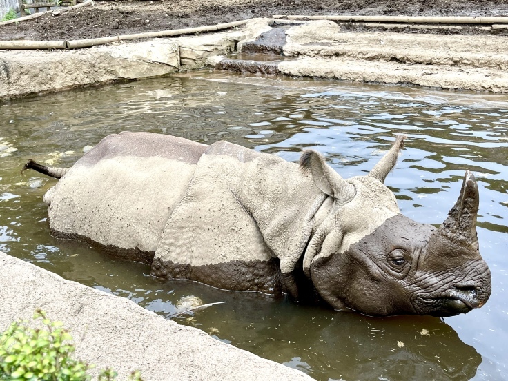 ムンムンの多摩動物公園さんぽ♪_c0212604_05561723.jpeg