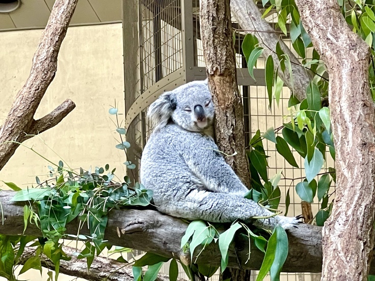 ムンムンの多摩動物公園さんぽ♪_c0212604_05564389.jpeg