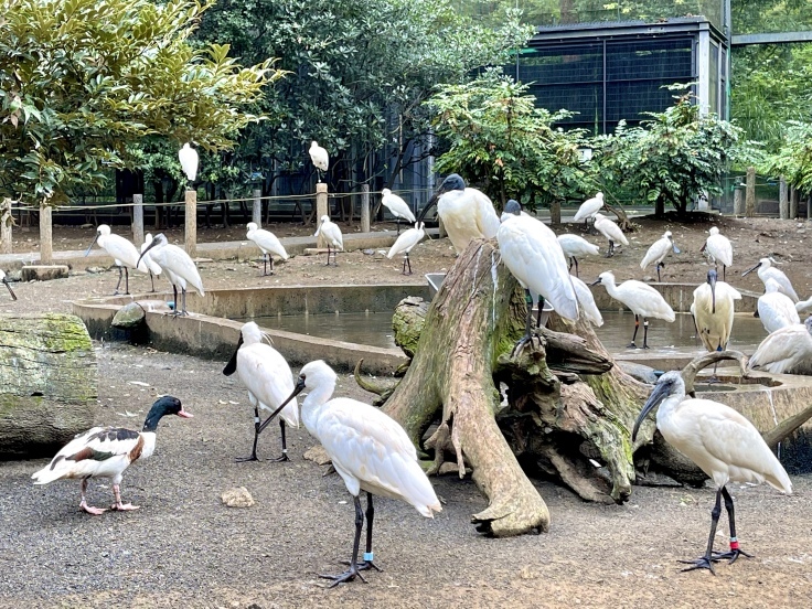 ムンムンの多摩動物公園さんぽ♪_c0212604_06004899.jpeg
