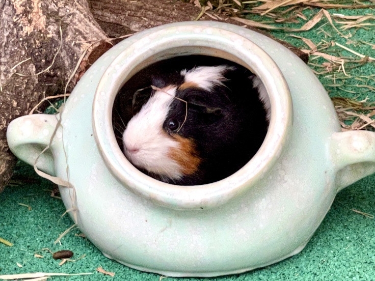 ムンムンの多摩動物公園さんぽ♪_c0212604_06010990.jpeg