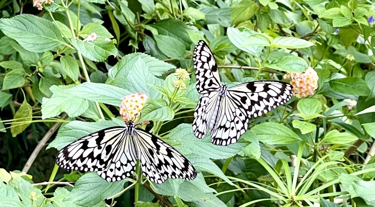 ムンムンの多摩動物公園さんぽ♪_c0212604_06020141.jpeg