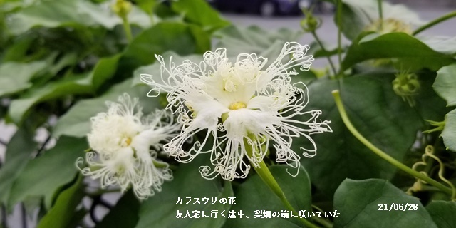 畑へ、 健康診断、 6月の満月、 叔母の事_c0051105_14591774.jpg