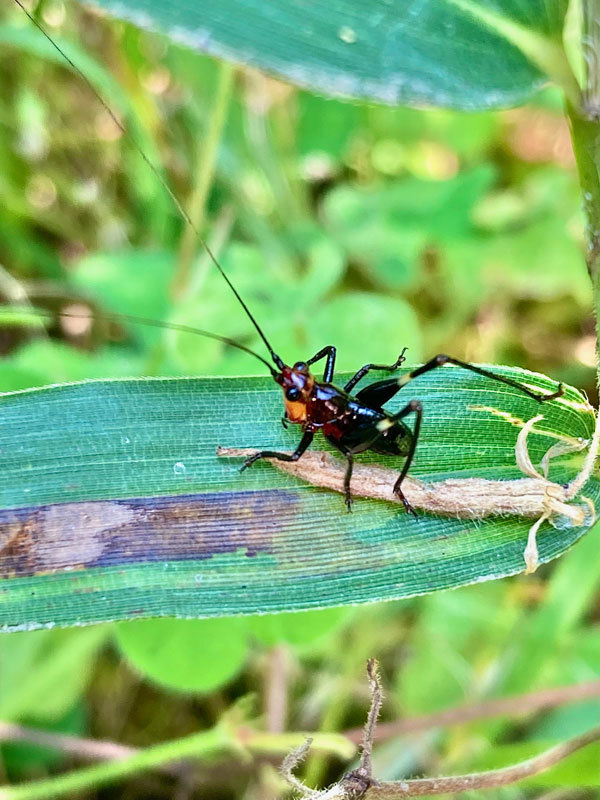 黒い小さなバッタを発見しました 昆虫ブログ むし探検広場