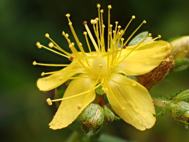 オトギリソウ 弟切草 里山の四季