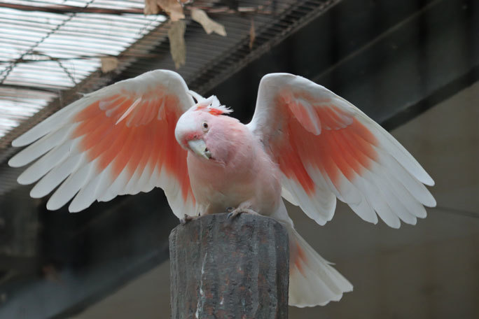 世界一美しいオウム クルマサカオウム キャンベルタウン野鳥の森 続々 動物園ありマス