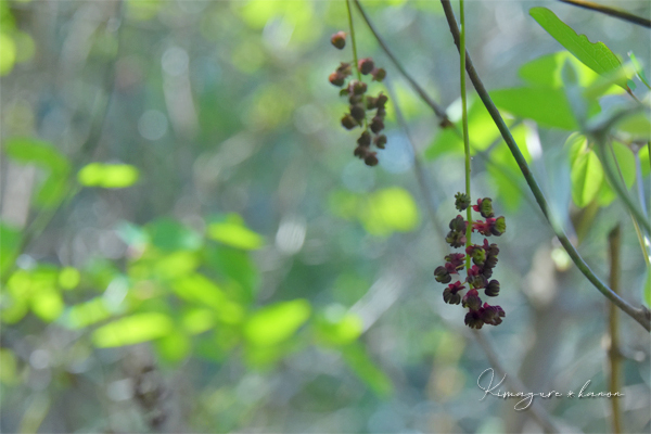 秘密の花園に魅せられて**香川・讃岐富士_b0197639_16241161.jpg