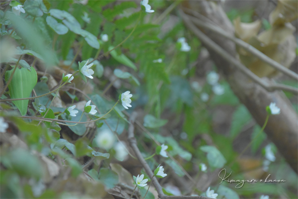 秘密の花園に魅せられて**香川・讃岐富士_b0197639_16284882.jpg