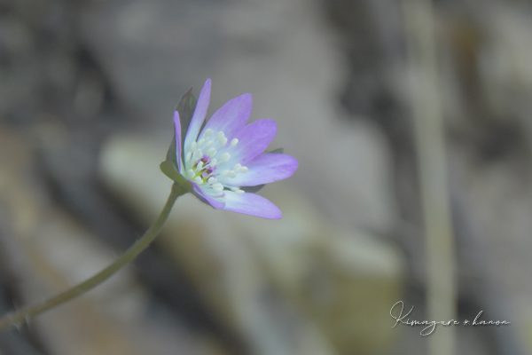 秘密の花園に魅せられて**香川・讃岐富士_b0197639_16345948.jpg