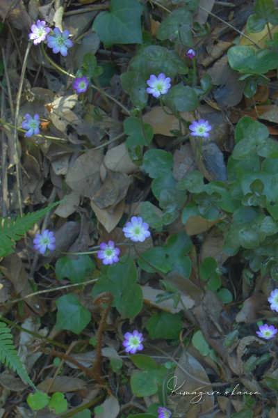 秘密の花園に魅せられて**香川・讃岐富士_b0197639_16374737.jpg