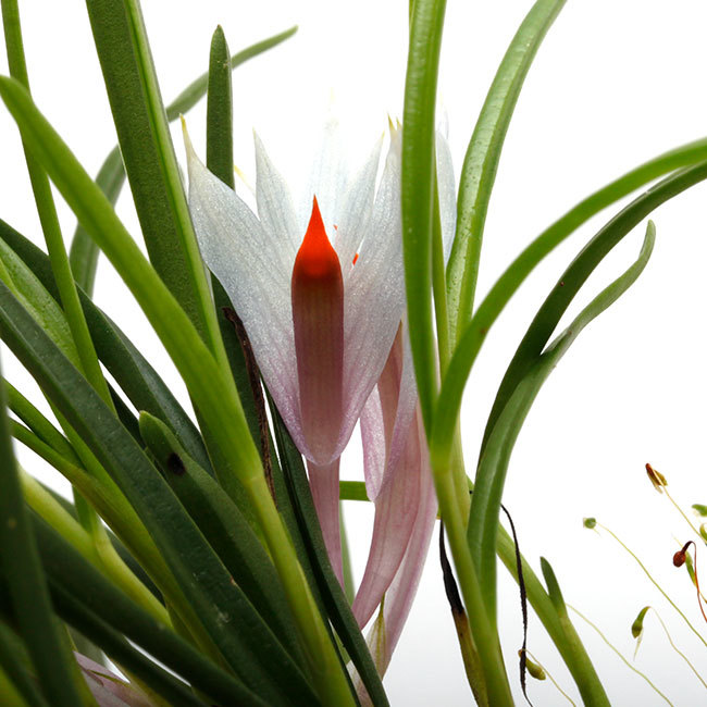 新掲載植物たちをさら~っとご紹介!!_d0376039_13430532.jpg