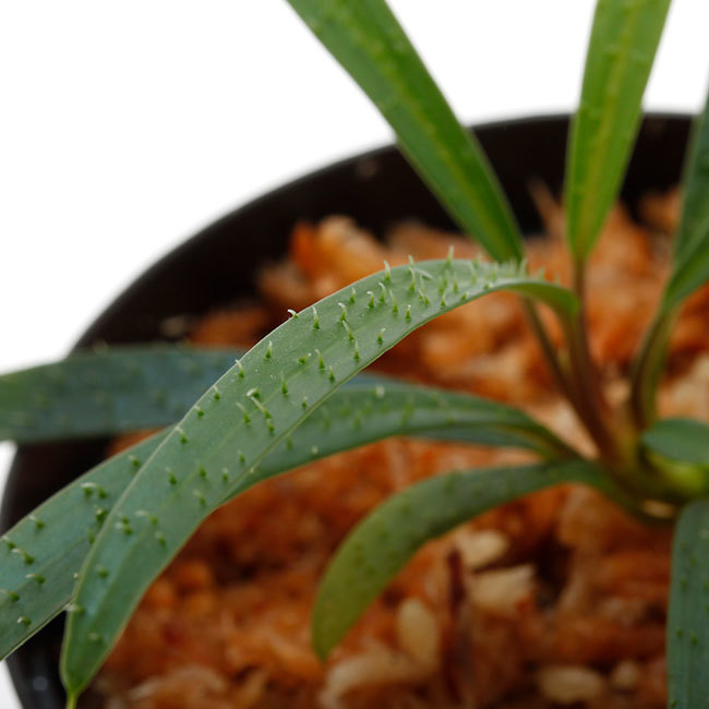 新掲載植物たちをさら~っとご紹介!!_d0376039_14171500.jpg