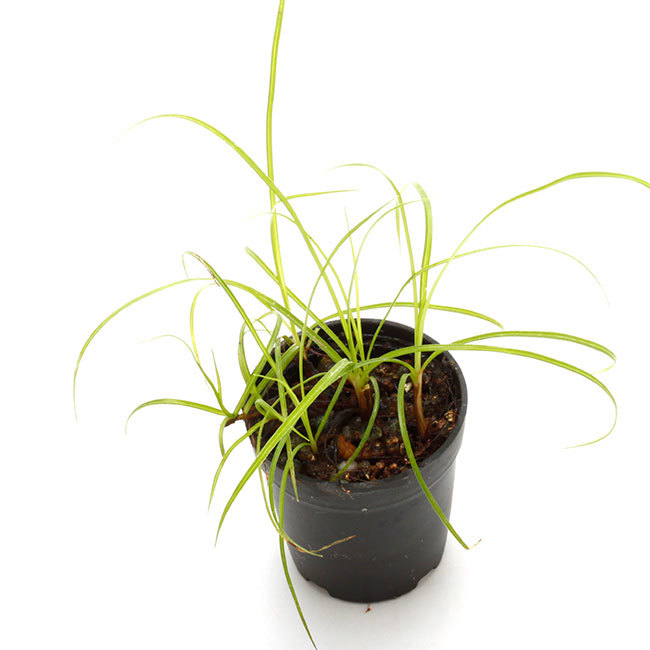 新掲載植物たちをさら~っとご紹介!!_d0376039_14335832.jpg