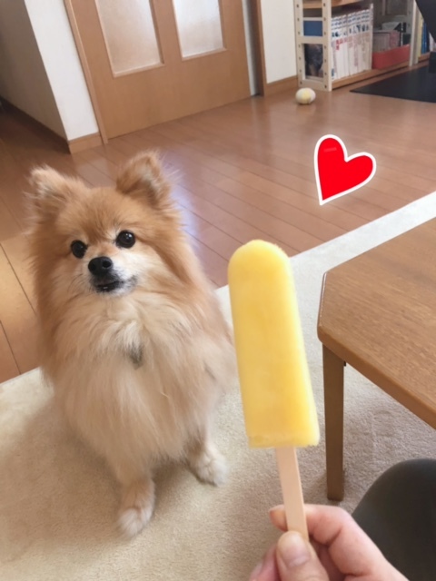アイスとわんこ_b0208246_16115396.jpeg