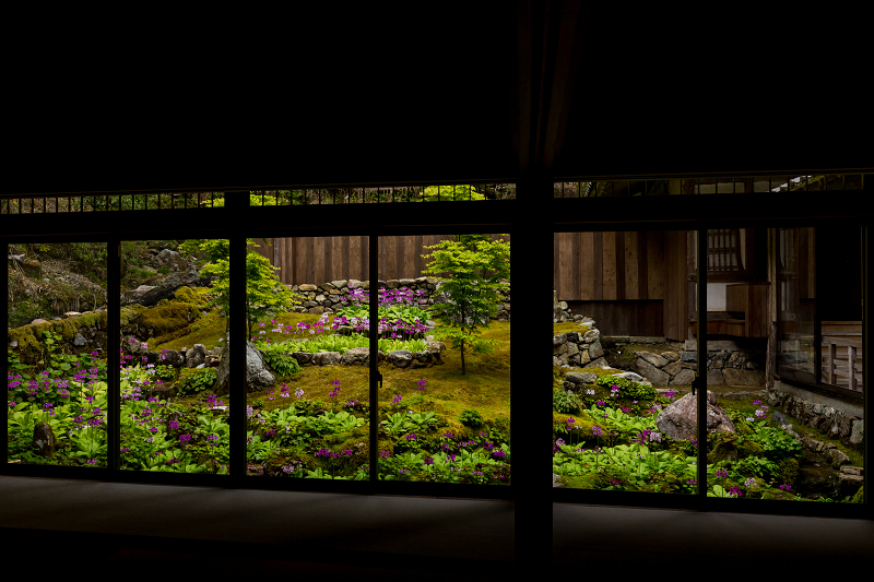 九輪草と春の山野草たち（古知谷阿弥陀寺）_f0155048_21010108.jpg