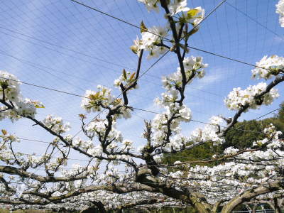 熊本梨 本藤果樹園 今年(令和3年)も元気に育つ梨園の様子!樹上完熟にこだわりお届けします!!_a0254656_17040079.jpg
