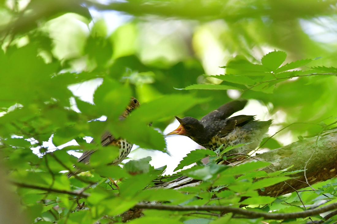 給餌.....クロツグミ_f0400360_21471121.jpg