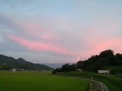 朝顔あけました…_b0368362_19260055.jpg