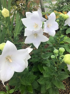 板野生活 ~いよいよ夏本番~_c0218368_14264343.jpg