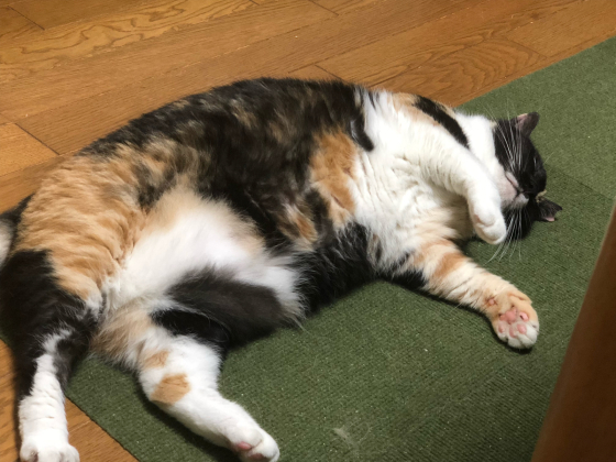 コロコロ猫 モモエちゃん新たな危機 愛犬家の猫日記