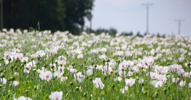 ケシの花畑 : チェコ・トラベルランドのスタッフブログ