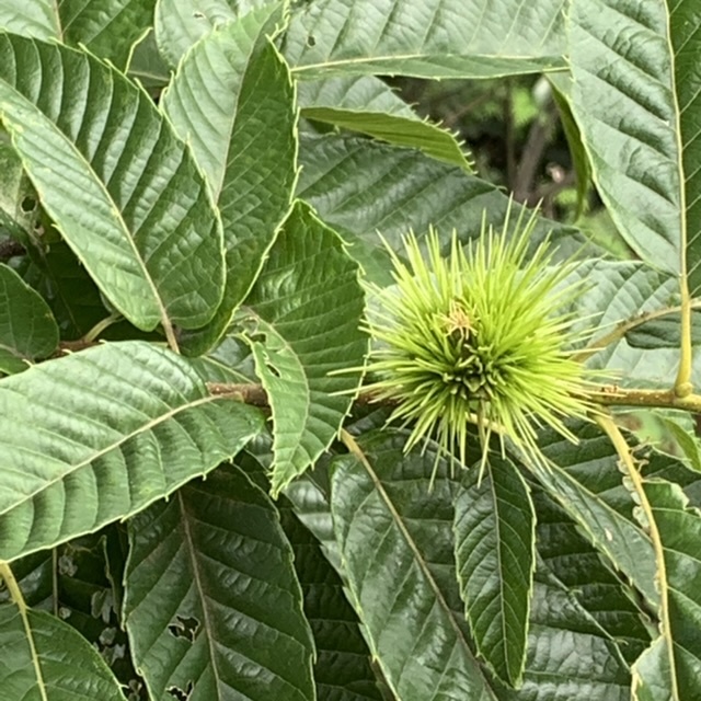 マメの「恨めし顔」_e0358096_15464929.jpeg