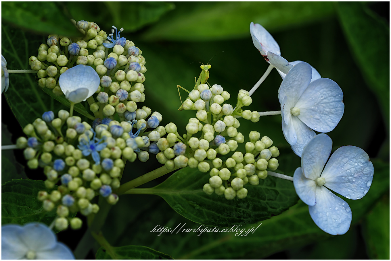 紫陽花2021 #012 \"極悪\" @M.ZUIKO DIGITAL ED 40-150mm F2.8 Pro_f0302613_16060769.jpg