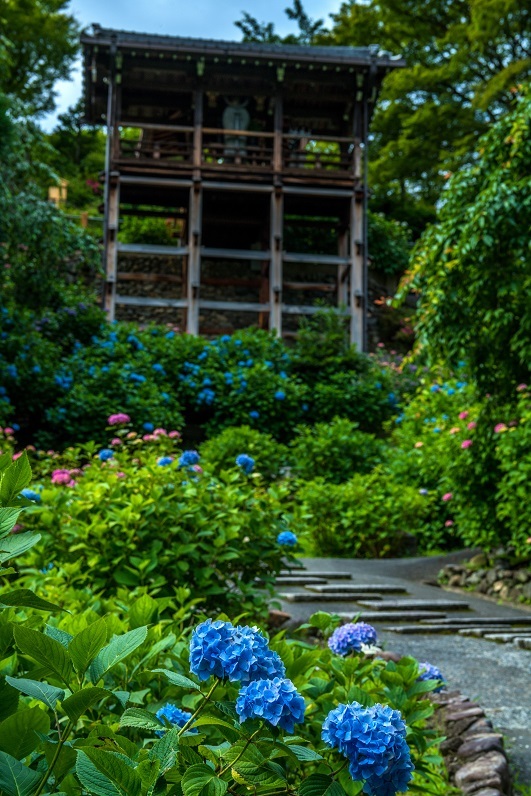 善峯寺 紫陽花 鏡花水月 善峯寺 紫陽花 鏡花水月