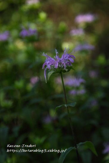 夏の花　赤城自然園　＃３　_c0405449_13384360.jpg