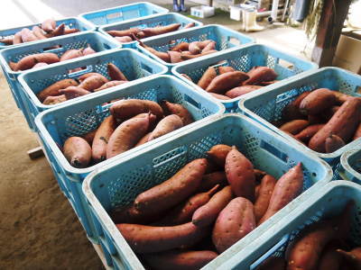 熊本県産『からいも(サツマイモ)』令和5年も順調に成長中!まもなく収穫開始ですが出荷は今年も11月中旬より!_a0254656_18060274.jpg