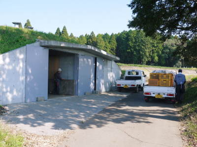 熊本県産『からいも(サツマイモ)』令和5年も順調に成長中!まもなく収穫開始ですが出荷は今年も11月中旬より!_a0254656_18080105.jpg