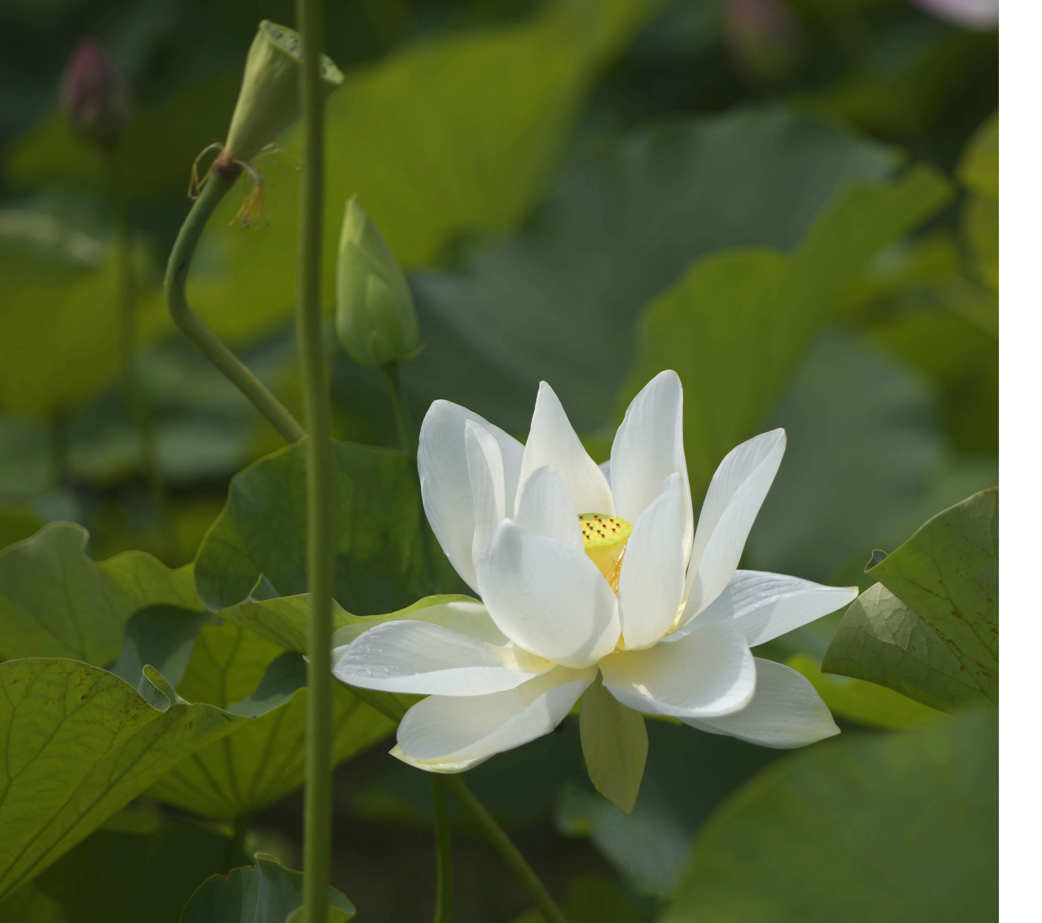 白い蓮の花 Photokiti写真日誌