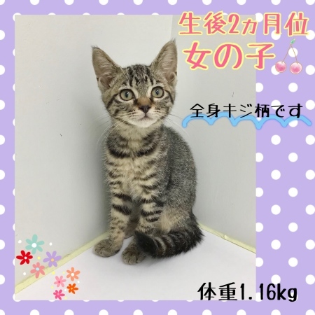 新しい家族を探しています🐾_c0138175_19004166.jpeg