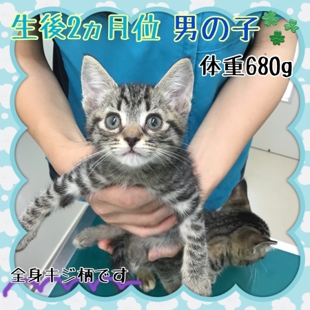 新しい家族を探しています🐾_c0138175_19005683.jpeg