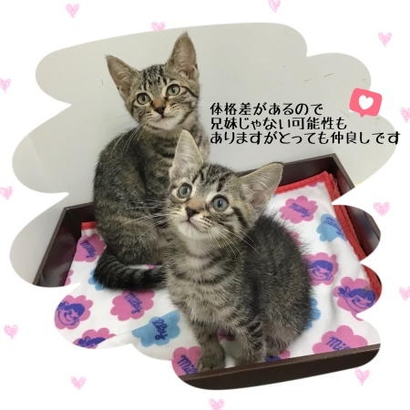 新しい家族を探しています🐾_c0138175_19011094.jpeg