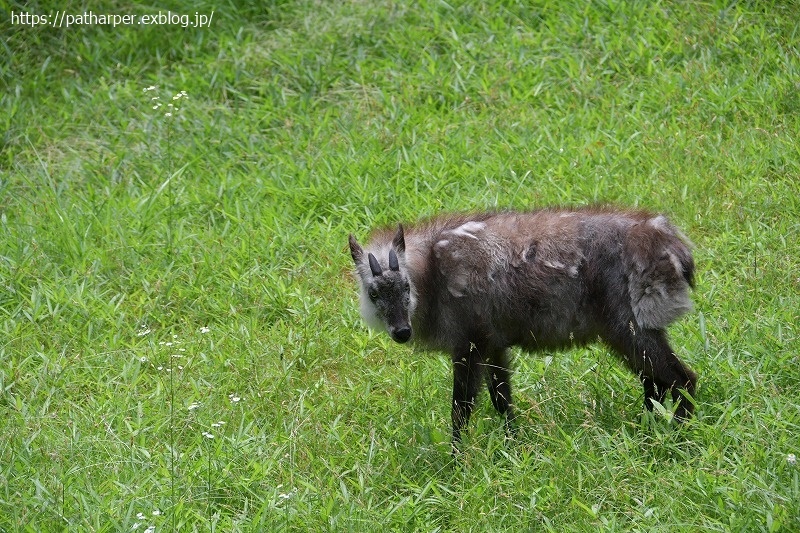 ２０２１年６月　神戸森林植物園　その１_a0052986_07402822.jpg