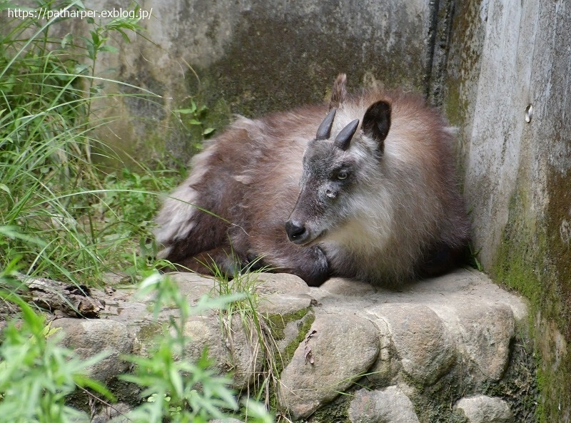 ２０２１年６月　神戸森林植物園　その１_a0052986_07422580.jpg